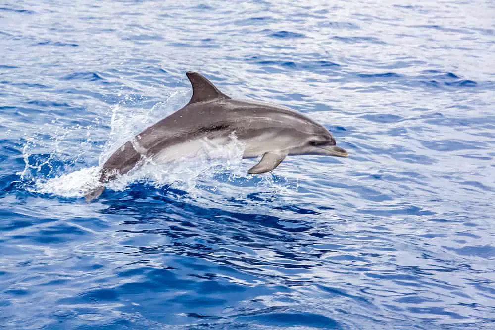 what to do in Faro - ethical dolphin safari