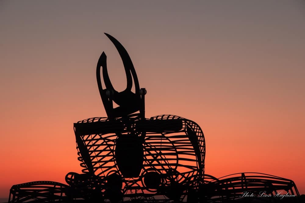 Crab at sunset in Faro Algarve