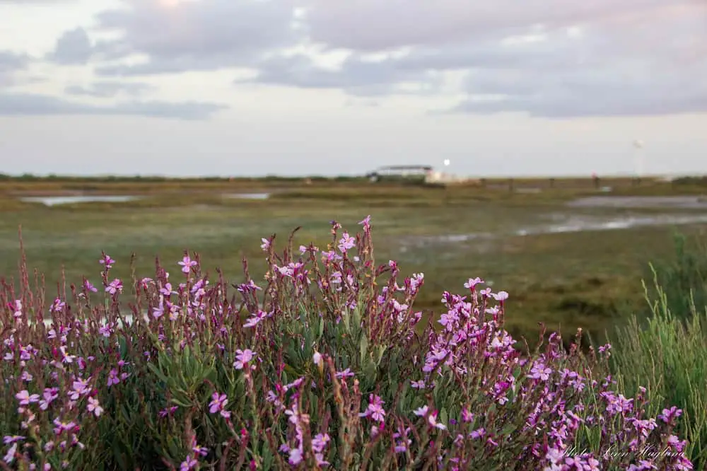 Flowers in Algarve