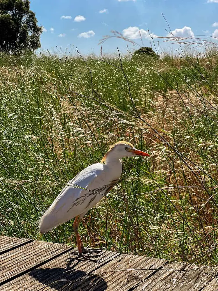 A big white bird in Ria de Alvor looking at the camera.