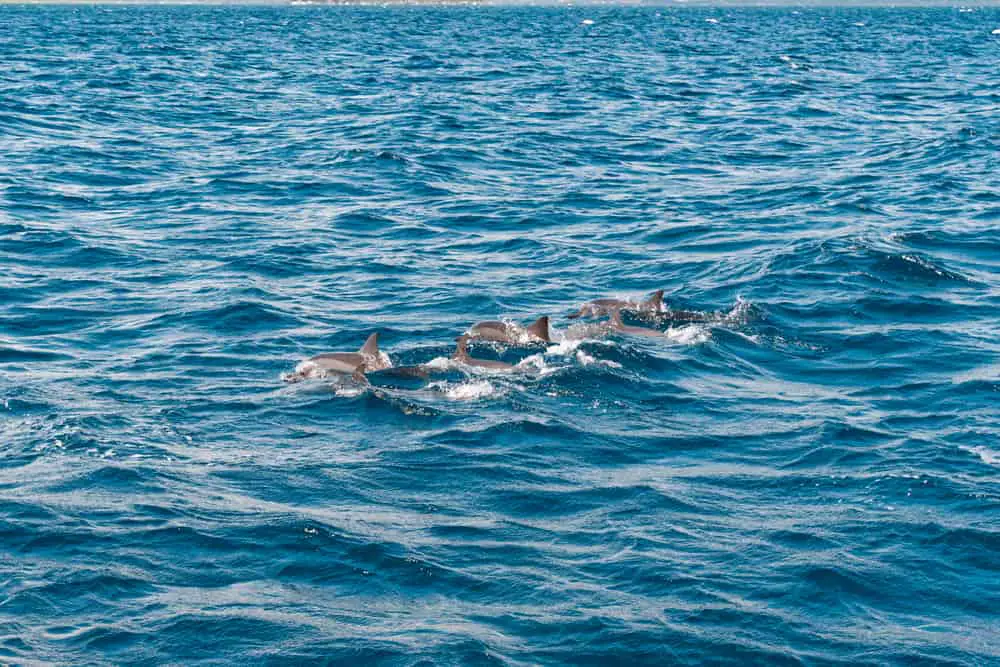 Dolphin watching Faro