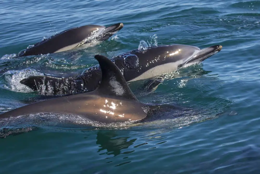 Boat trips faro Portugal to see wild dolphins