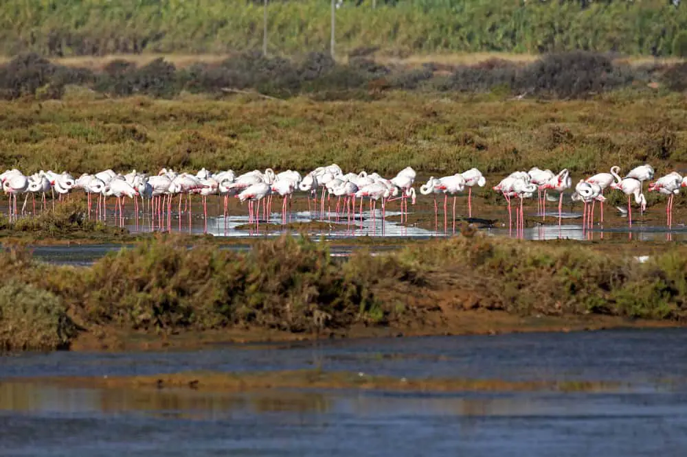 Flamingos in Ria Formosa Natural Park in Tavira