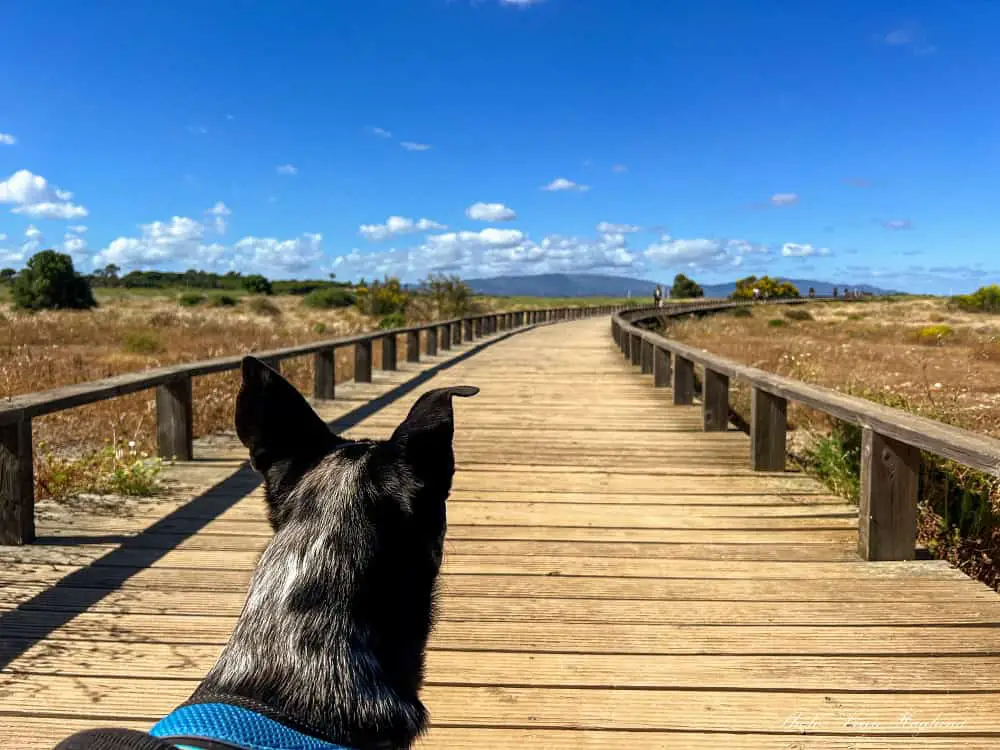 Atlas walking Alvor Boardwalk.